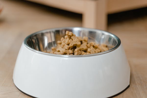 Choisir les croquettes idéales pour le bien-être de votre chien