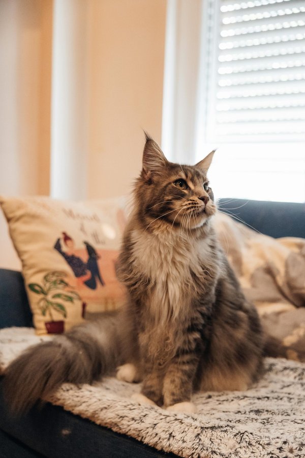 Élevage maine coon red : beauté et douceur à la clé