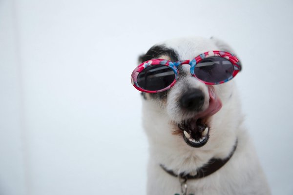 Offrez à votre chien des lunettes de soleil stylées et protégées